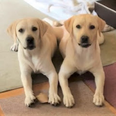 ゴンとサンのゆるっとな