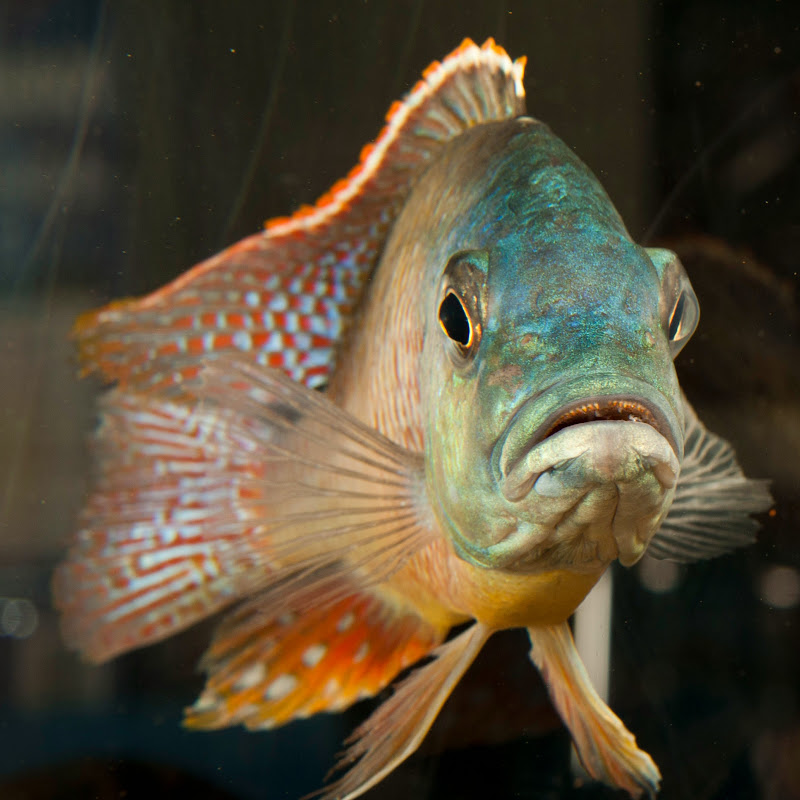 Somethingfishyinc.net