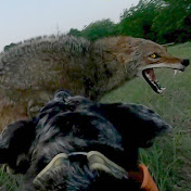 Big Paw Doggin Coyote Hunting