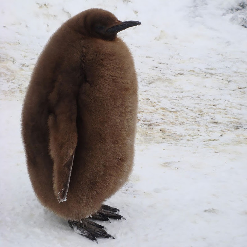 ほのぼのペンギン