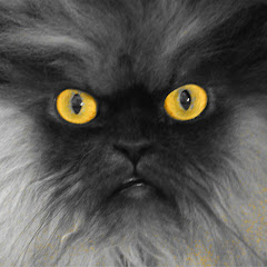 Colonel Meow Avatar