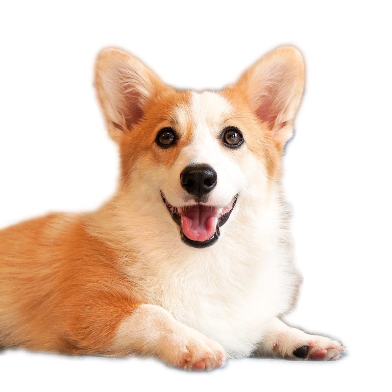 コーギーつむぎの成長日記