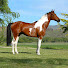 sLNouz5ddPM-channel-avatar-bellarmine33