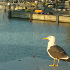 Sean Gull