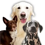 Fajal Dog ファジャルドッグ Animal アニマル