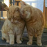 jLP5TGNhTaE-channel-avatar-Cats and Pats