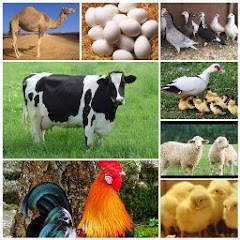 استثمارات الإنتاج الحيواني احمد ابراهيم