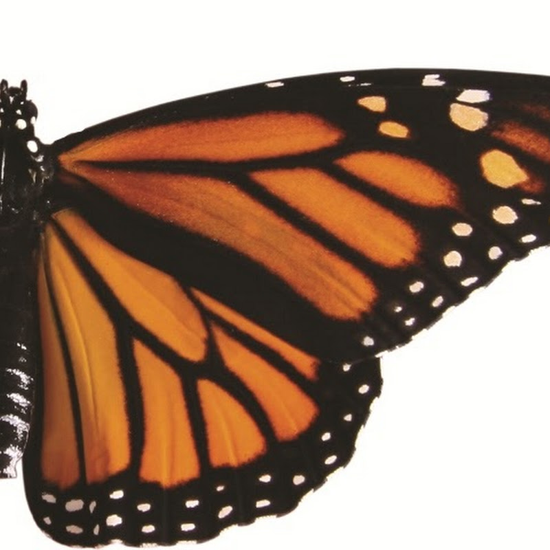 Monarch