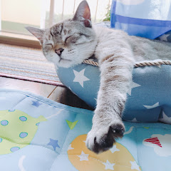 いのよし