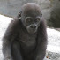 fHO-tiD8oV0-channel-avatar-ABC Animal Channel