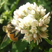 Kamon Reynolds - Tennessees Bees