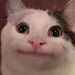 i1LnMtD_euM-channel-avatar-dont mind me, im just a CAT