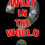 What in The World? logo