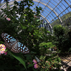 箕面公園昆虫館