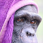 Wales Ape and Monkey Sanctuary