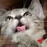 WZgSVauXQC0-channel-avatar-rosemary__