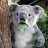 Confused Koala