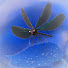 8OMpXwpuLQo-channel-avatar-青い生態系 / BLue ecosystem