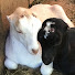 KbI46ANYmCo-channel-avatar-HammockHavenFarm