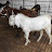 KHANDESH GOAT FARM JALGOAN