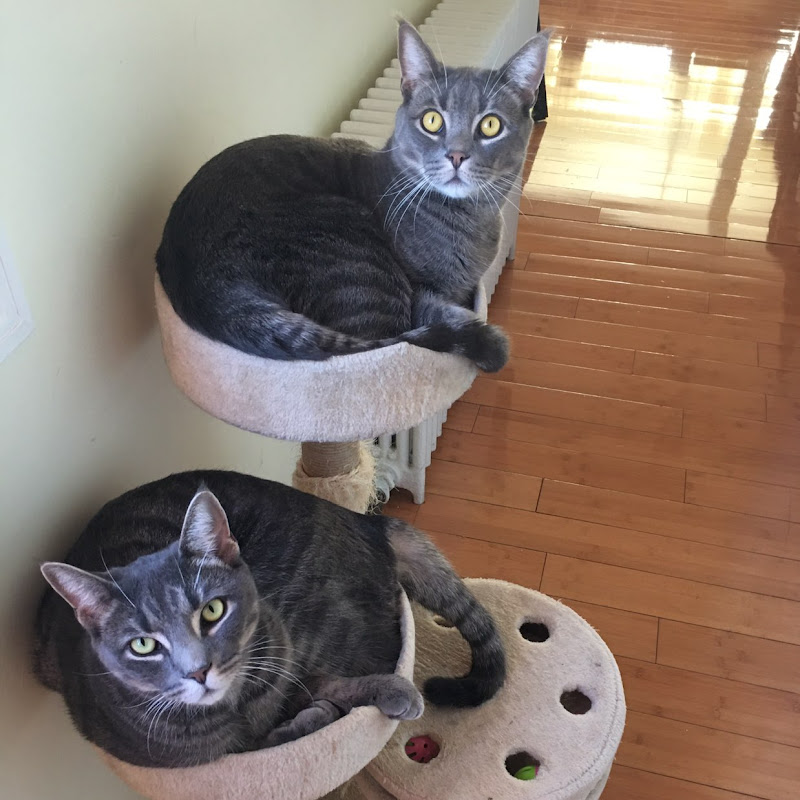 Chester & Chase