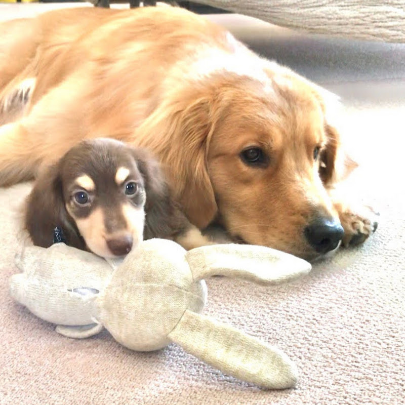 箱入りクッキーはゴールデンレトリバーのサムネイル