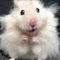 zQ72snsS98k-channel-avatar-Mental Hamster