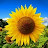 @sunflower1691