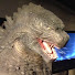 nafL-bzg_6w-channel-avatar-Gojizirra101