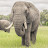 Living With Elephants Foundation