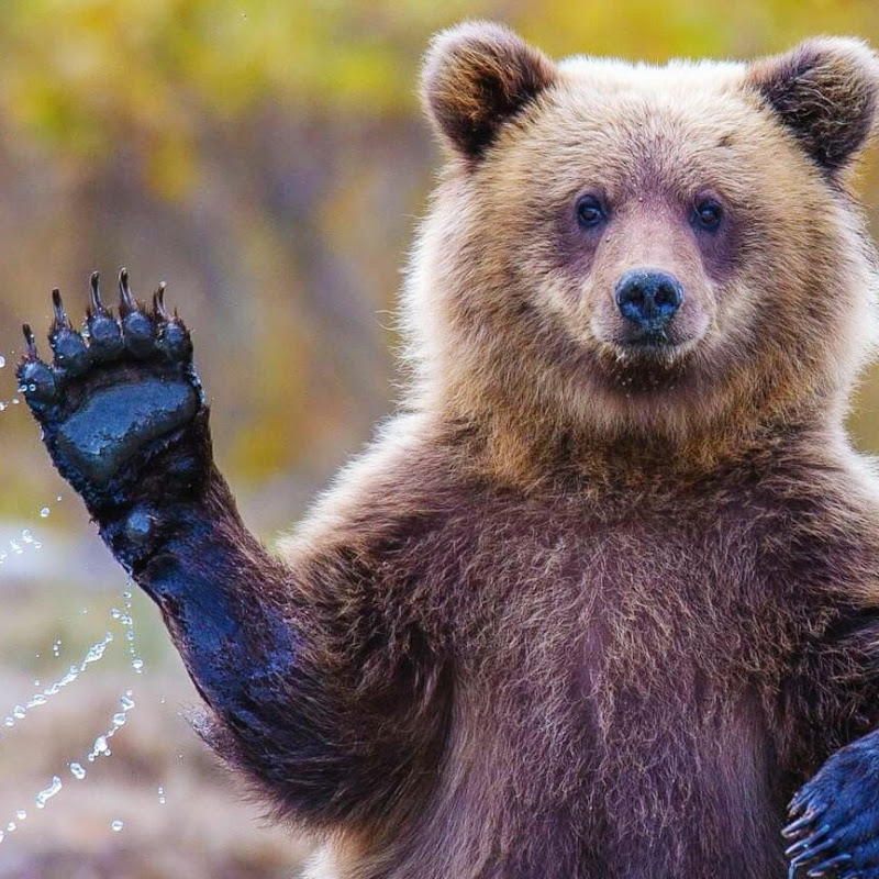 TimelessBear