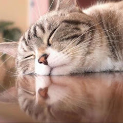 猫かわいいよね