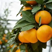 みかん専門チャンネル-satsuma-