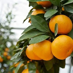 みかん専門チャンネル-satsuma-