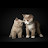 @veraseo8567