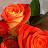 @user-vm7js5dd5o