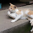 esDOKj64daM-channel-avatar-straycatsdiary