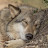 Seacrest Wolf Preserve eNewsletter