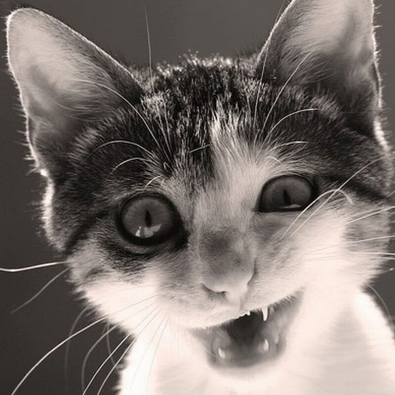 麦绿素 dustdream Logo