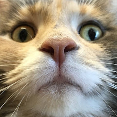 でか猫ベーカリー🐾アイコン画像