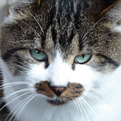 Takayuki Kizaki.Arashinoアイコン画像