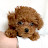 MOMIJI Toy Poodle