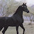 @foxhorses