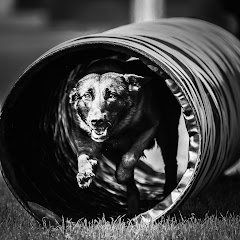 Our Protection Dogs