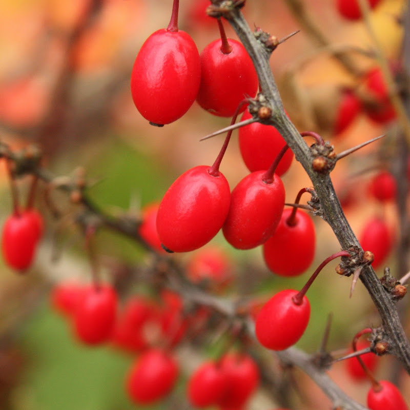 ЗДОРОВЬЕ ВСЕМУ ГОЛОВА Logo