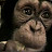 schimpansenolanorman