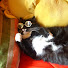 3KGc1nKoEgo-channel-avatar-Dr. Spritzpups (Dr. Spritzpups 1)