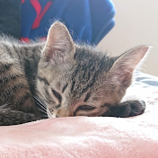 ねこメモリー