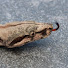 S0dOwHJAyuU-channel-avatar-Mike Roberts Reptiles