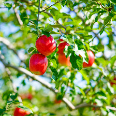 Yewアイコン画像